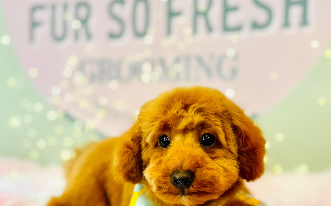 Premium Pet Grooming!